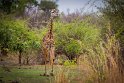 116 Zambia, South Luangwa NP, giraf